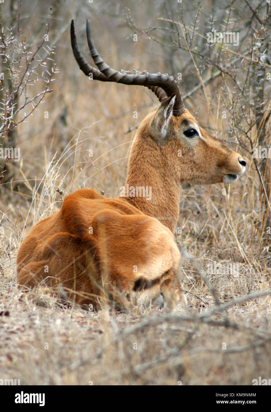 Le Parc National Kruger, impala mâle couché, Aepyceros melampus, Marloth Park Banque D'Images