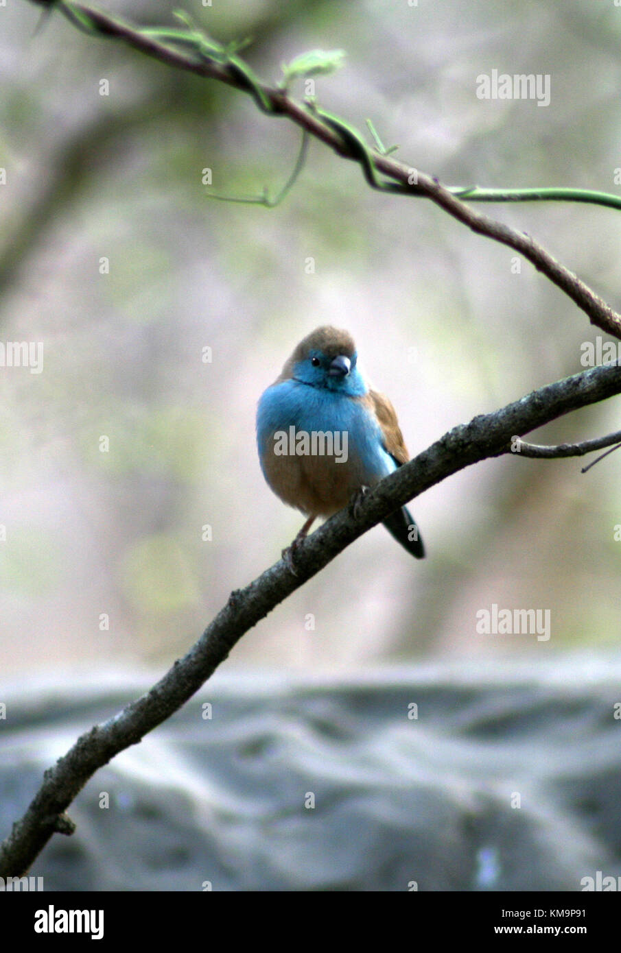 Le Parc National Kruger, Marloth Park, Blue waxbill assis sur une branche, Uraeginthus angolensis Banque D'Images