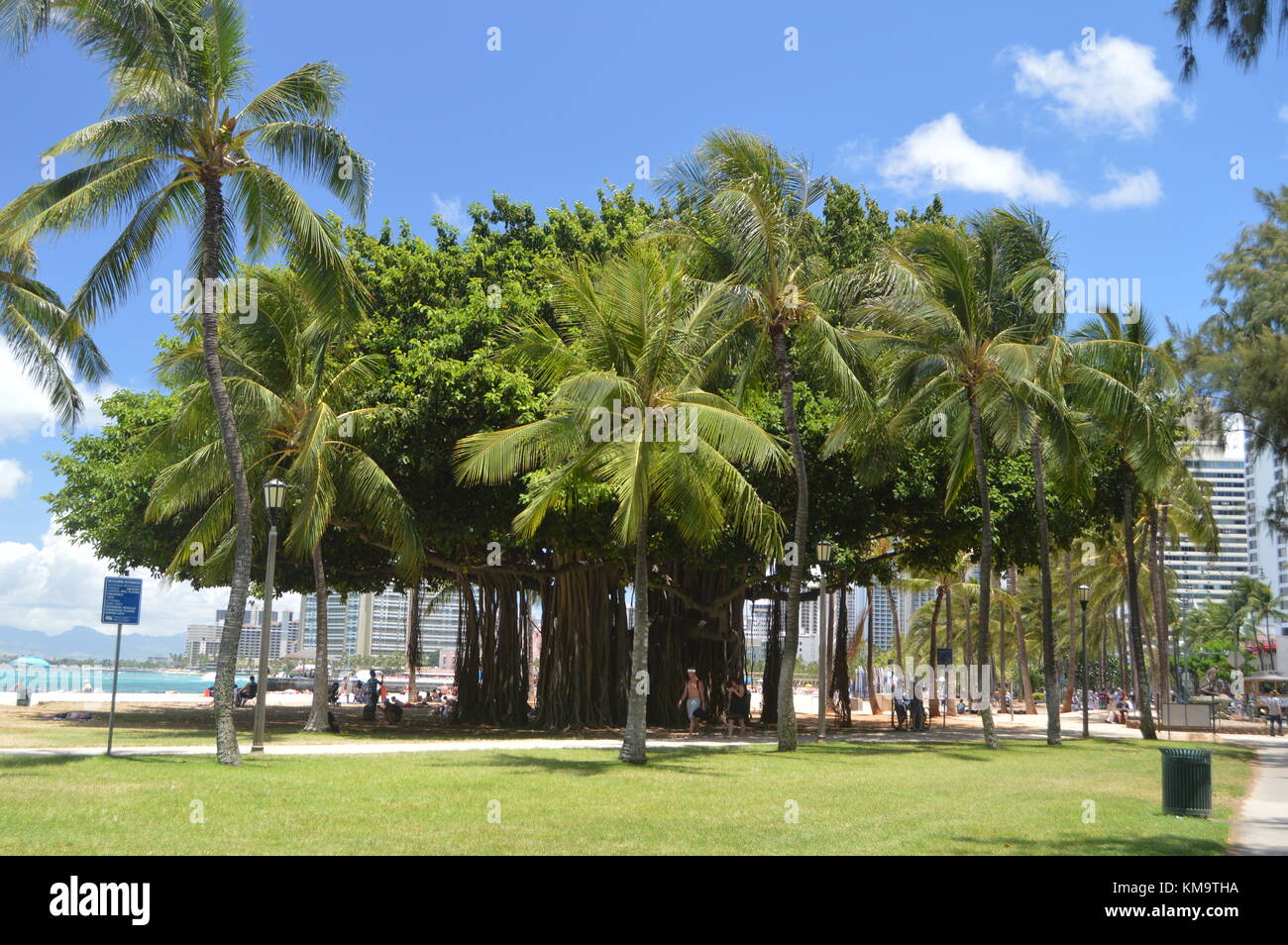 Arbre du centenaire sur la plage de Waikiki. Oahu, Hawaii, USA, Etats-Unis. Banque D'Images