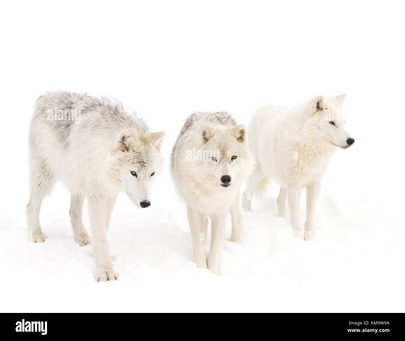 Le loup arctique (Canis lupus arctos) debout dans la neige de l'hiver au Canada Banque D'Images