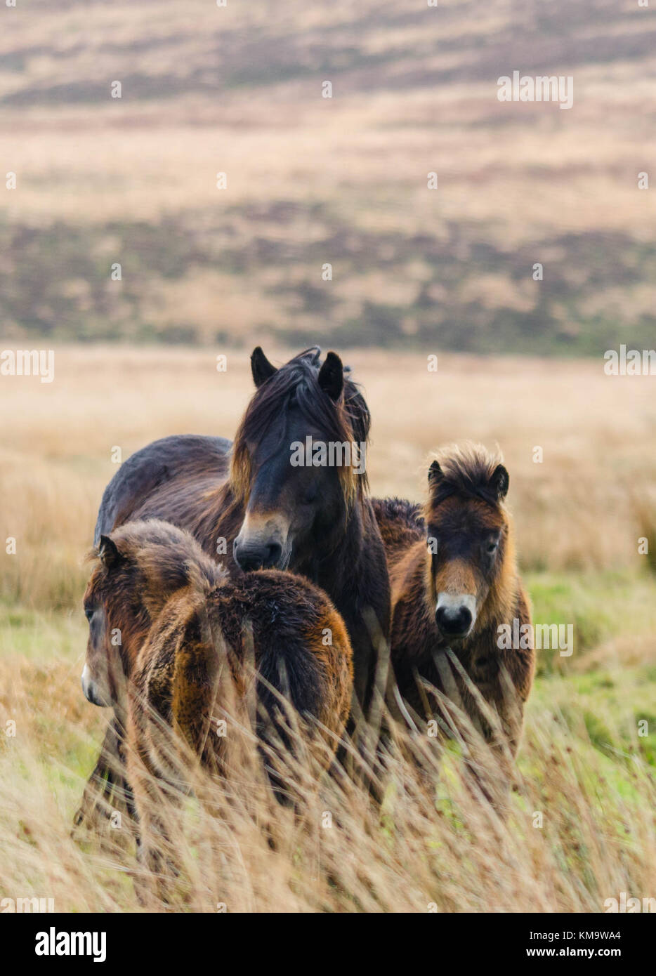 Poneys Exmoor itinérance sur les maures UK Exmoor Banque D'Images