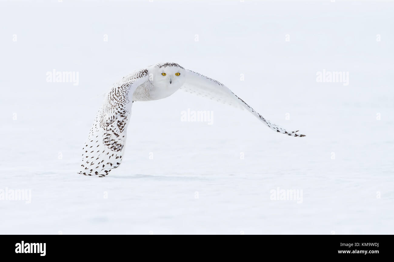 La chouette des neiges (Bubo scandiacus) chasse sur un champ couvert de neige au Canada Banque D'Images