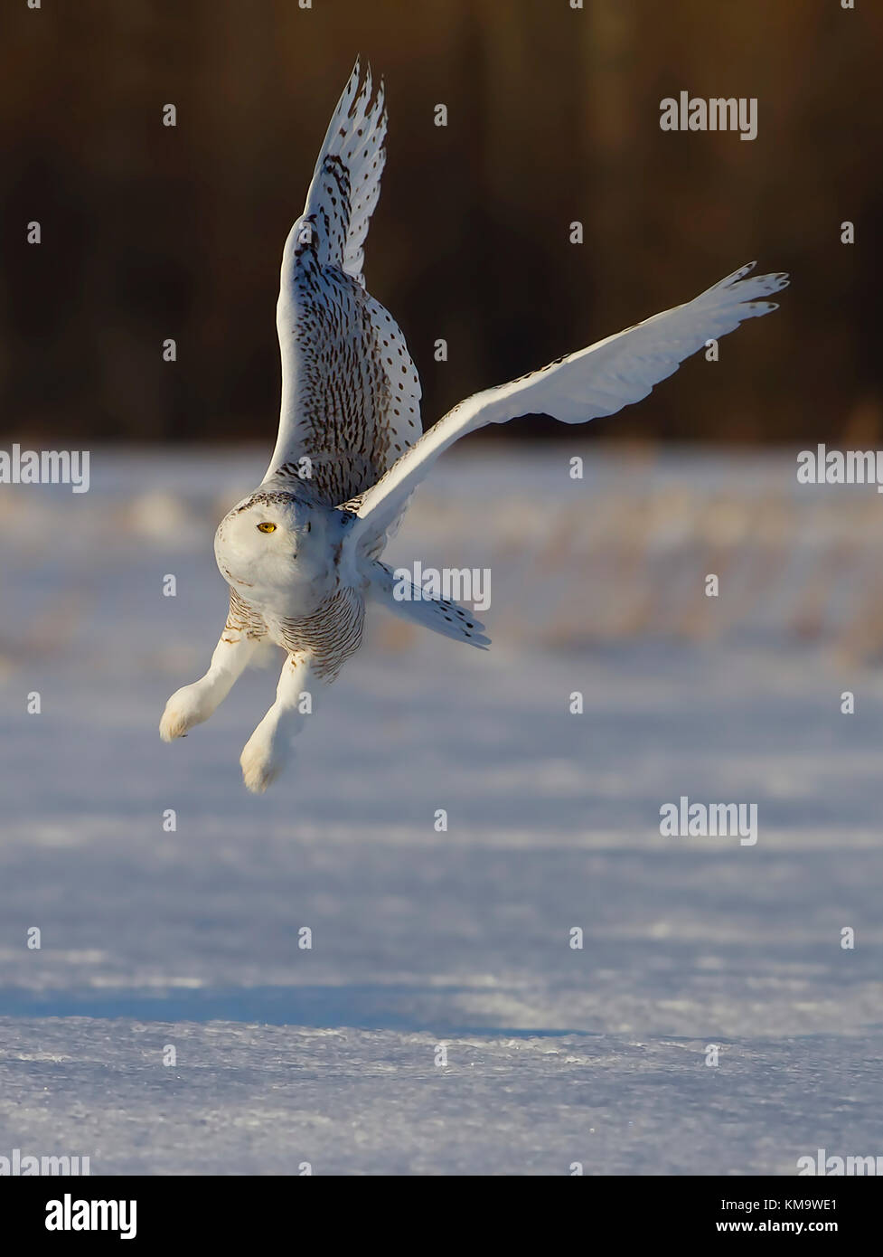 La chouette des neiges (Bubo scandiacus) chasse sur un champ couvert de neige au Canada Banque D'Images