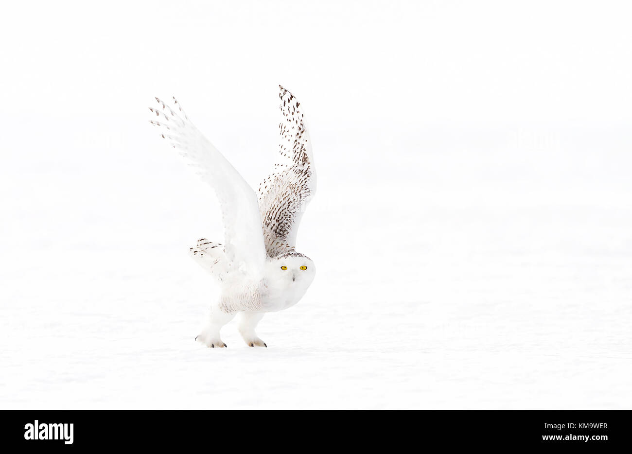 La chouette des neiges (Bubo scandiacus) chasse sur un champ couvert de neige au Canada Banque D'Images