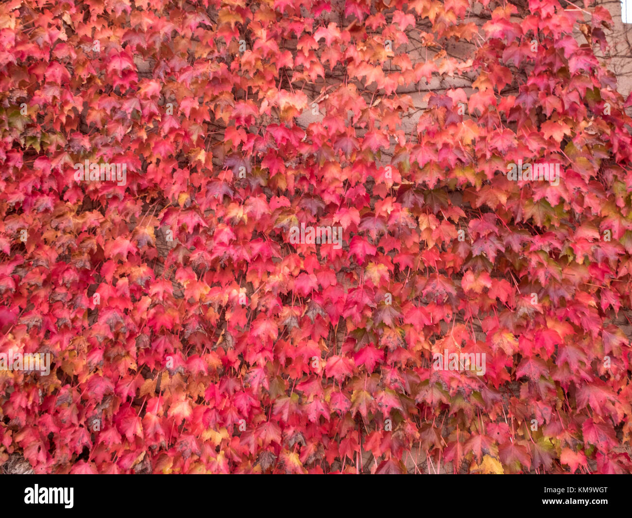 Plante grimpante à feuilles rouges et les bleuets à l'automne sur le vieux mur de pierre Banque D'Images