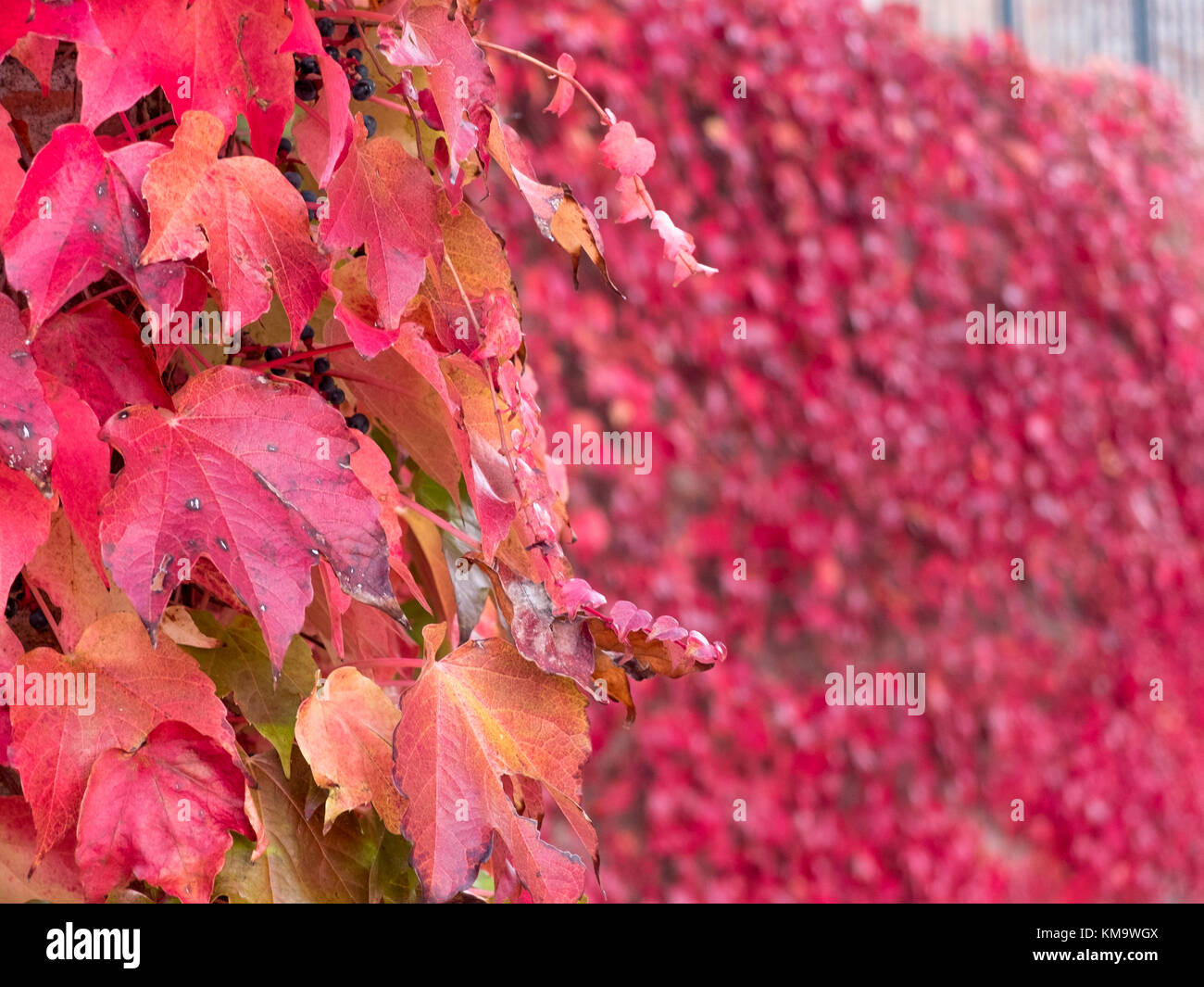 Plante grimpante à feuilles rouges et les bleuets à l'automne sur le vieux mur de pierre Banque D'Images