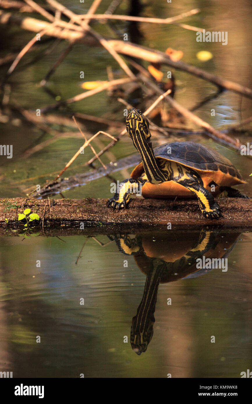 Floride tortue Pseudemys nelson à ventre rouge perché sur un journal cypress swamp sanctuary dans le tire-bouchon à Naples, Floride Banque D'Images