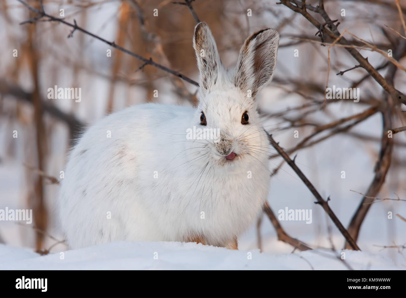 Le lièvre ou diverses espèces de lièvre (Lepus americanus) en hiver au Canada Banque D'Images