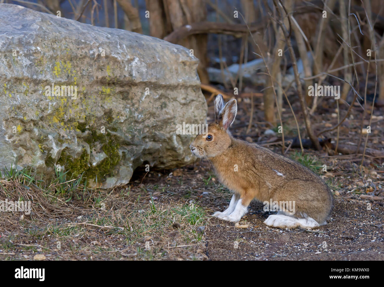 Le lièvre ou diverses espèces de lièvre (Lepus americanus) au printemps au Canada Banque D'Images
