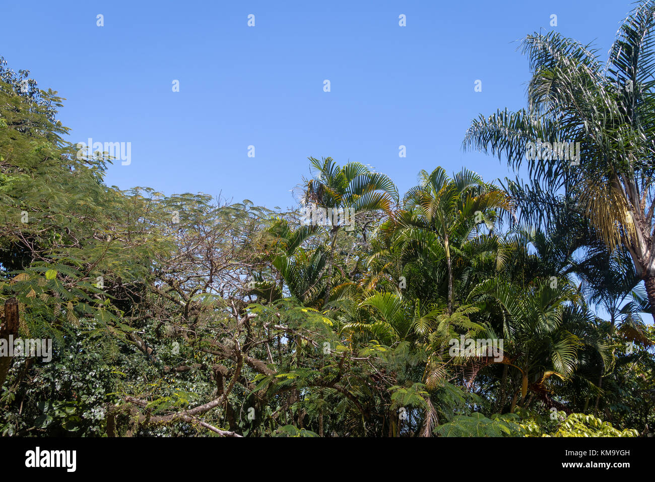 Les arbres tropicaux avec fond ciel bleu clair et les feuilles de palmiers Banque D'Images