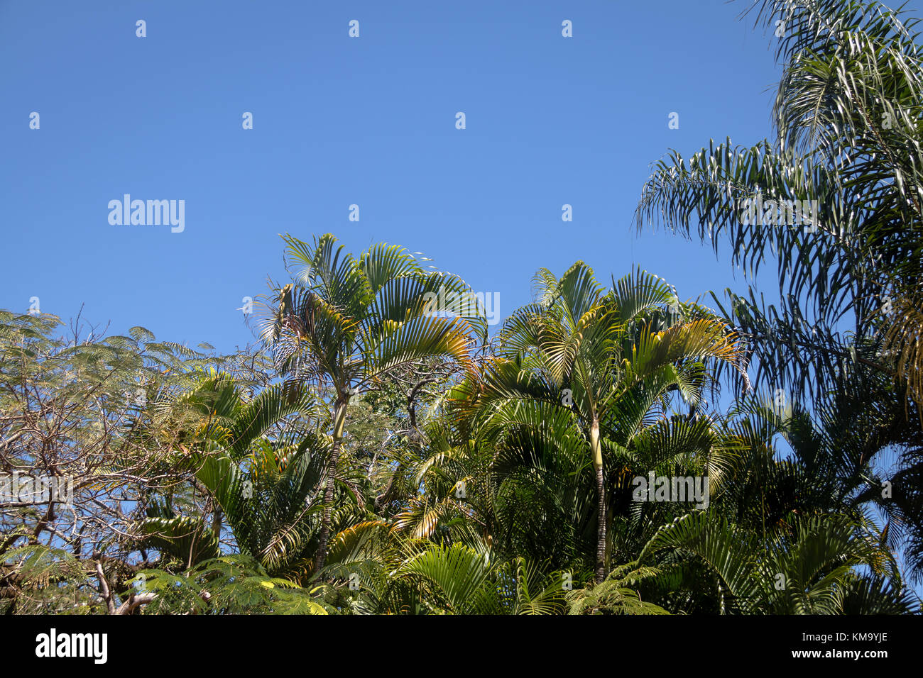 Les arbres tropicaux avec fond ciel bleu clair et les feuilles de palmiers Banque D'Images