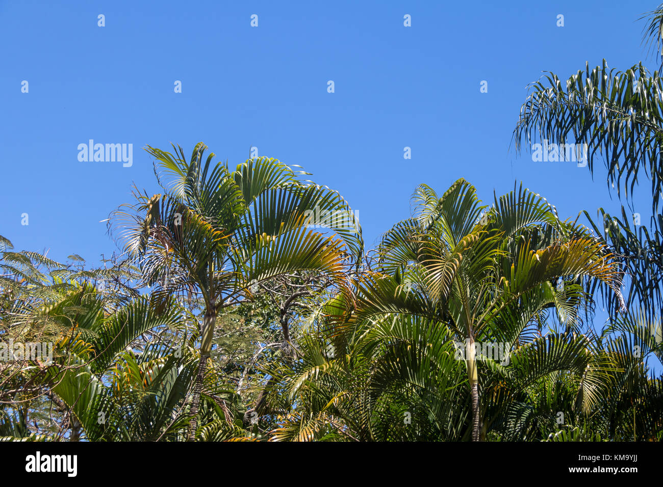 Les arbres tropicaux avec fond ciel bleu clair et les feuilles de palmiers Banque D'Images