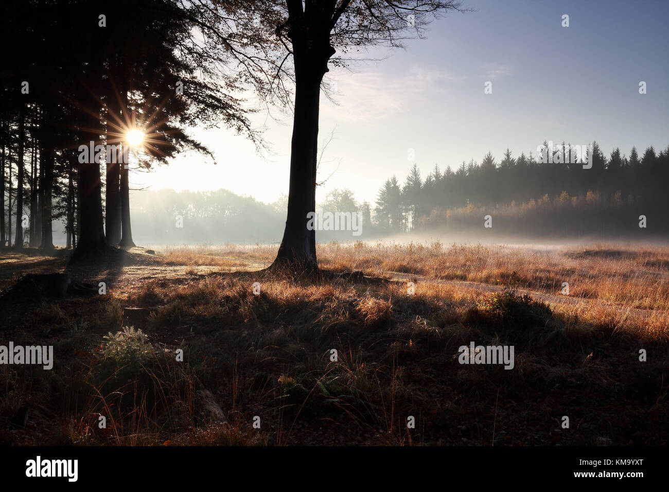 Misty sereine lever du soleil en forêt automne Banque D'Images