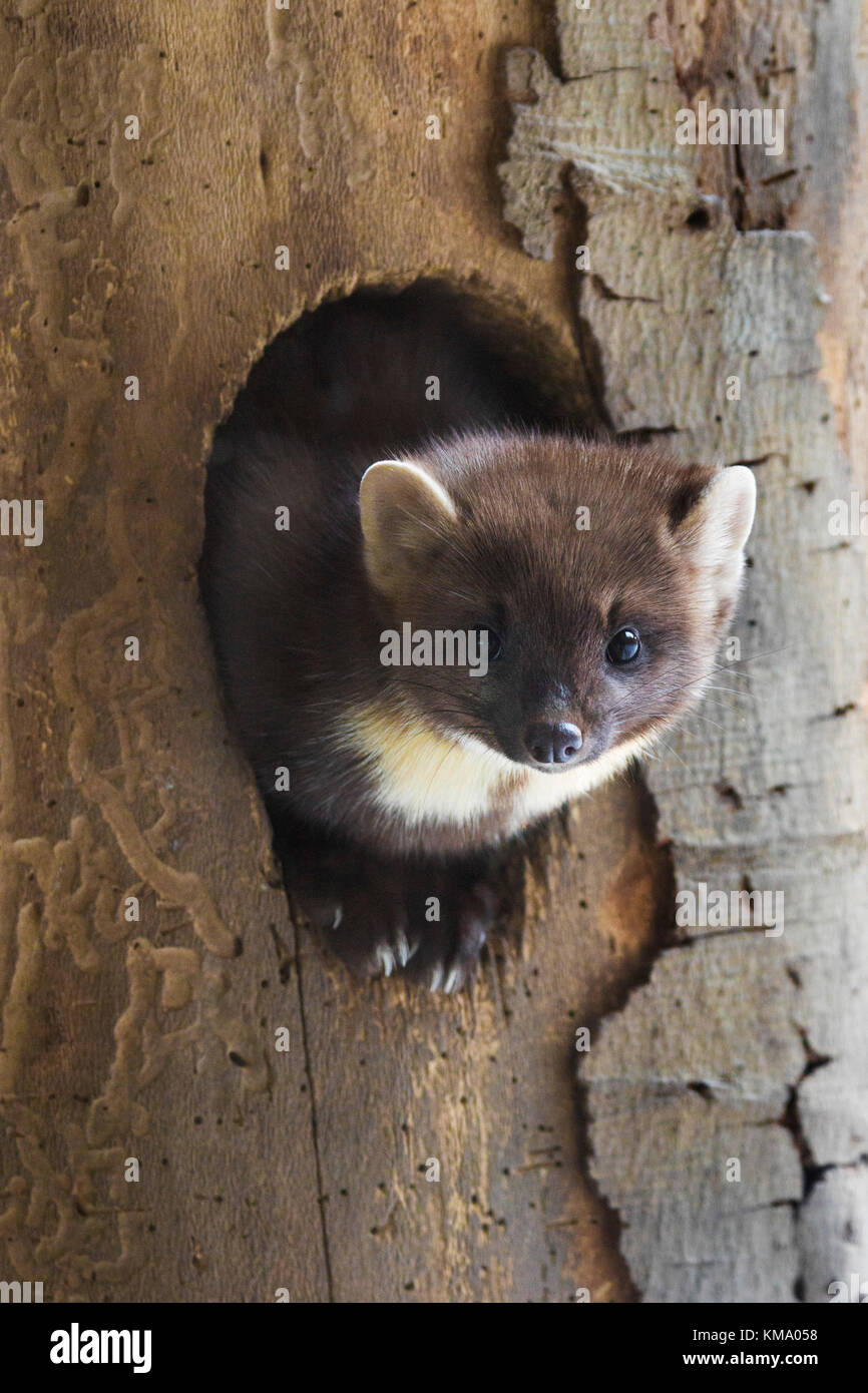 European martre des pins (Martes martes) issues des pic-bois nid dans l'arbre en hiver Banque D'Images