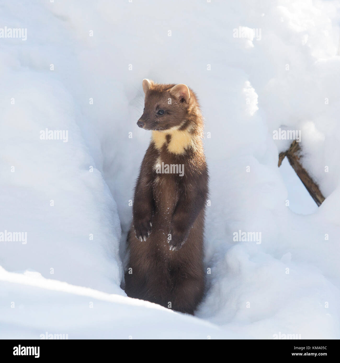 Portrait de la martre des pins (Martes martes) sortant d'écart et debout dans la neige en hiver Banque D'Images