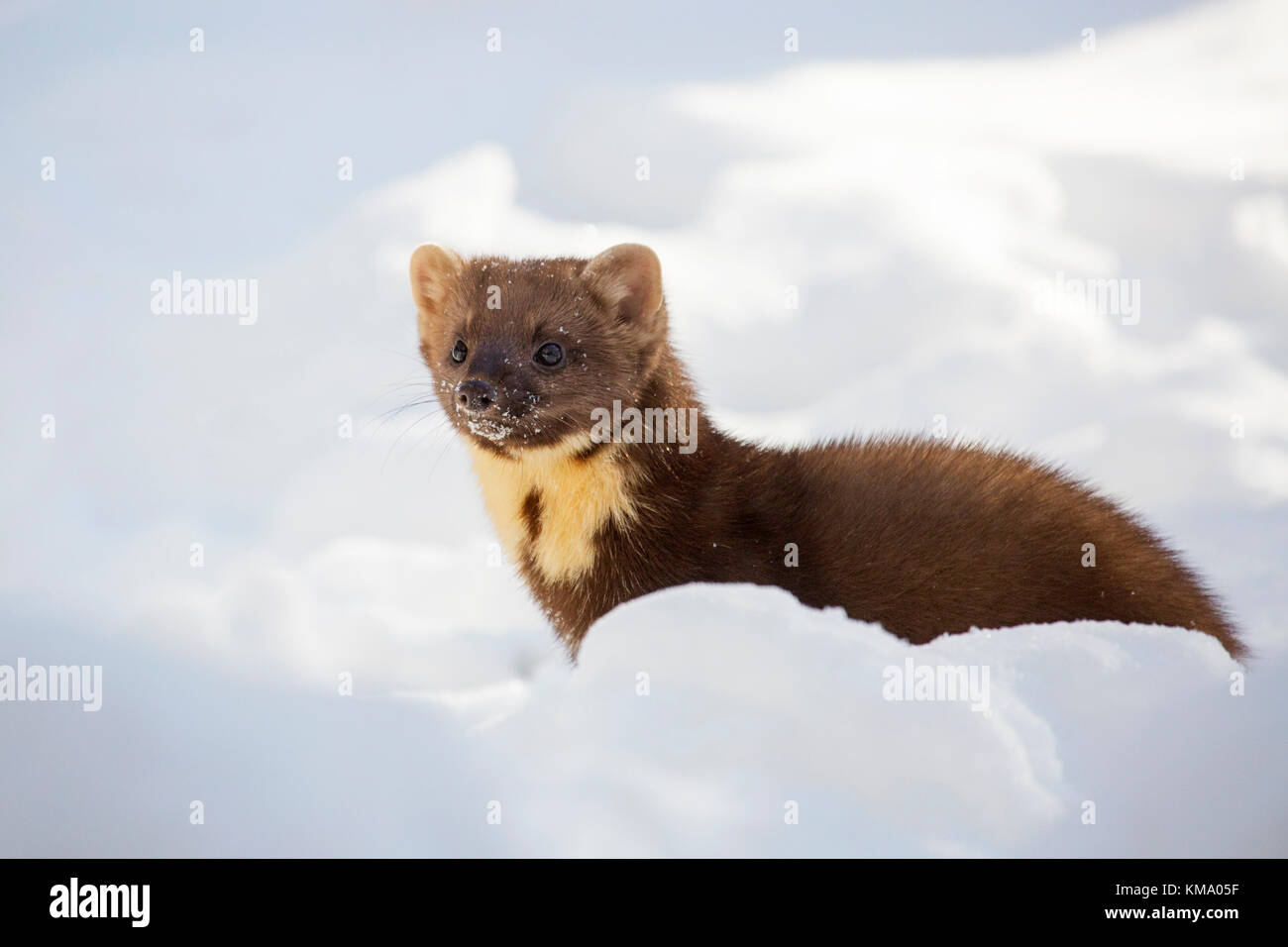 European martre des pins (Martes martes) la chasse dans la neige en hiver Banque D'Images