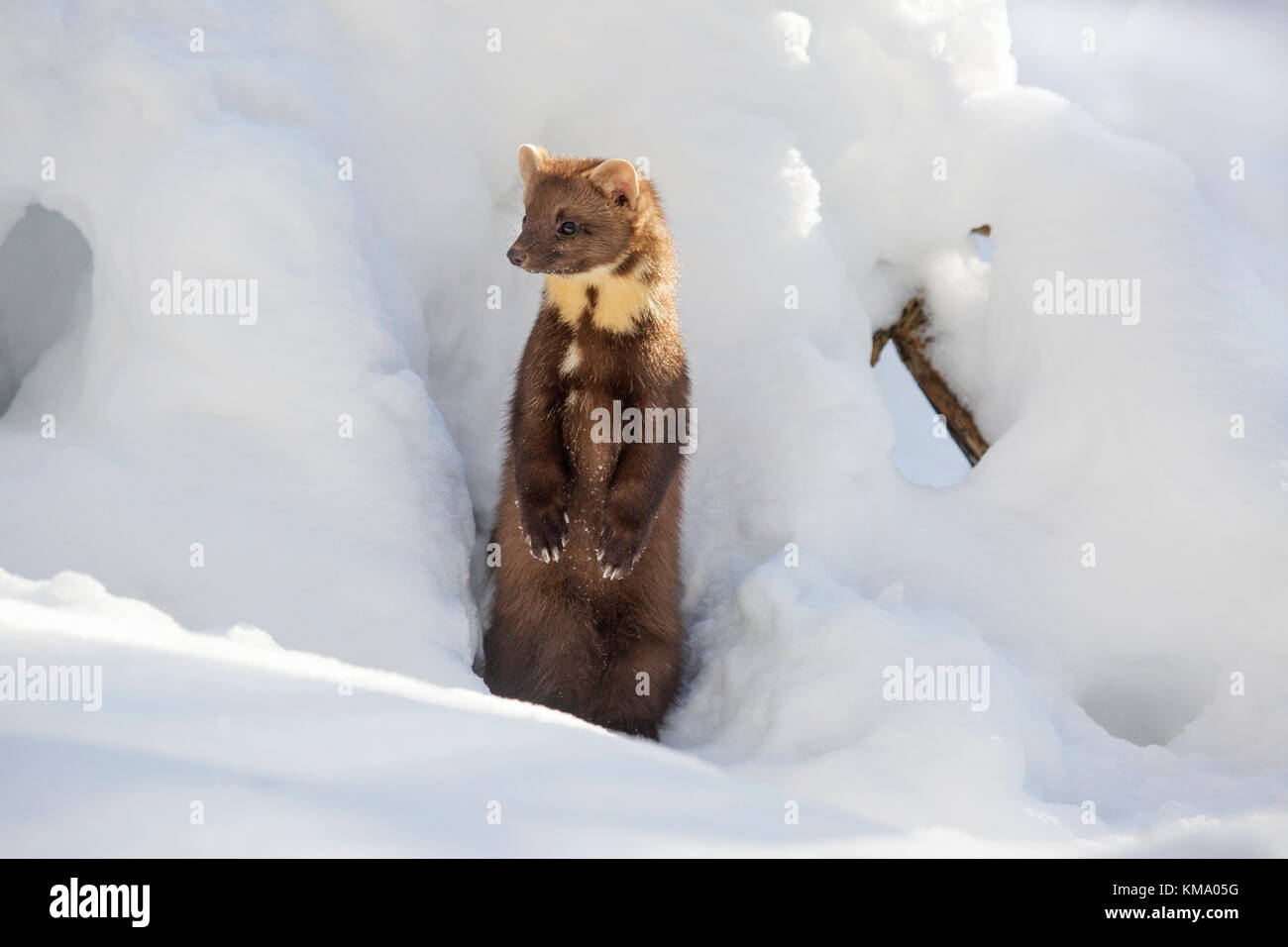 European martre des pins (Martes martes) sortant d'écart et debout dans la neige en hiver Banque D'Images