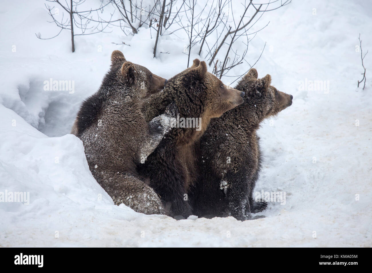 Une femelle et deux ans d'oursons de l'ours brun (ursus arctos arctos) quitter den dans la neige au début du printemps Banque D'Images
