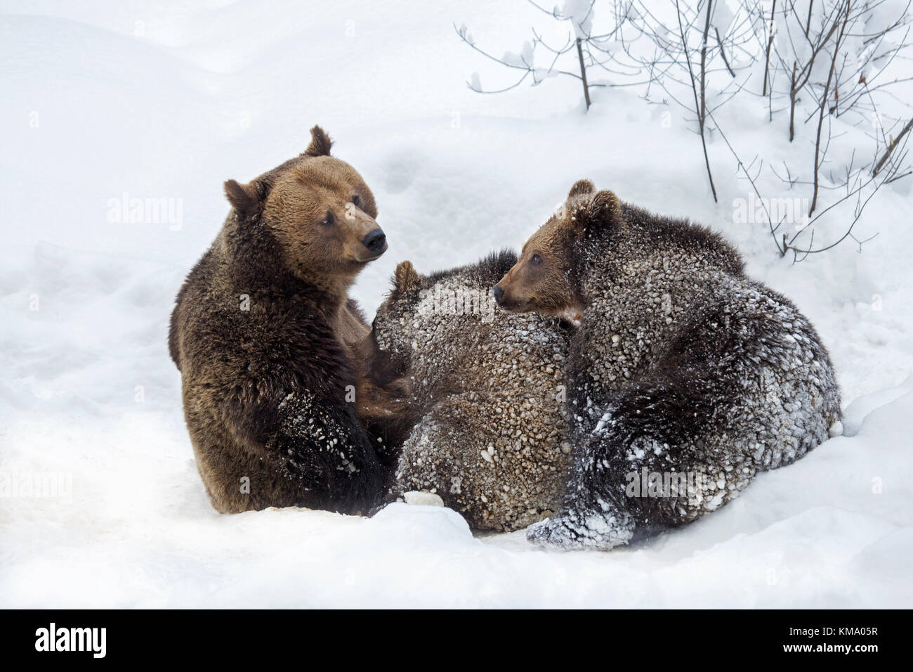 Ours brun femelle allaitant deux 1 ans d'oursons (Ursus arctos arctos) dans la neige en hiver Banque D'Images