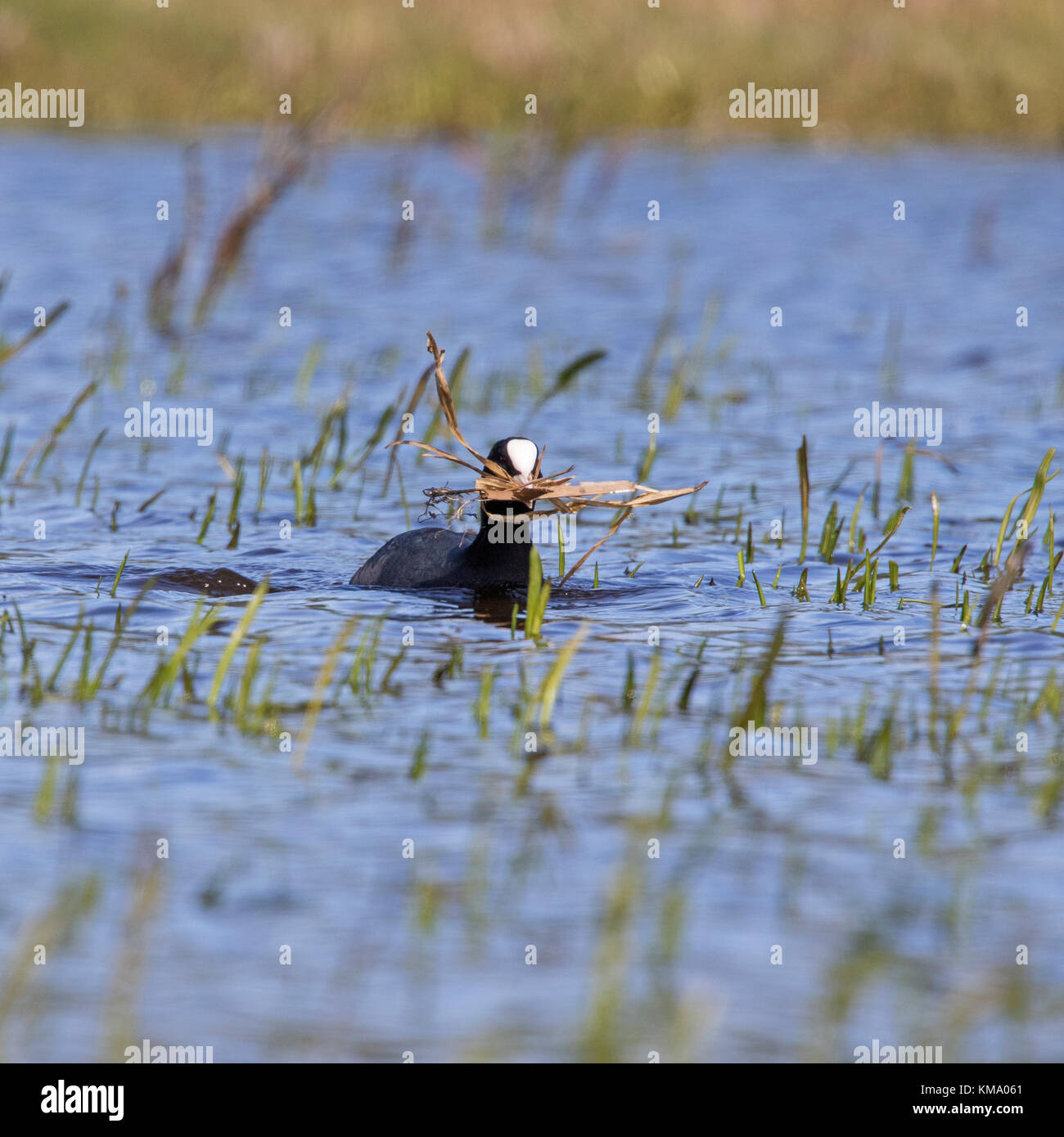 Foulque macroule (Fulica atra) dans des milieux humides la collecte de matériel de nidification comme l'herbe lames pour la construction du nid pendant la saison de reproduction Banque D'Images