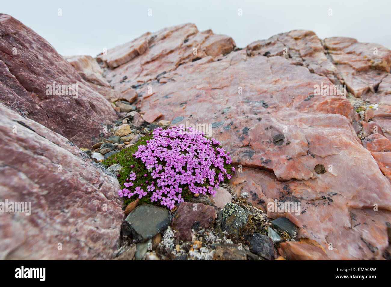 Le silène acaule / rose coussin (Silene acaulis) à fleurs en été dans la toundra arctique, Spitzberg Spitzberg, Norvège / Banque D'Images