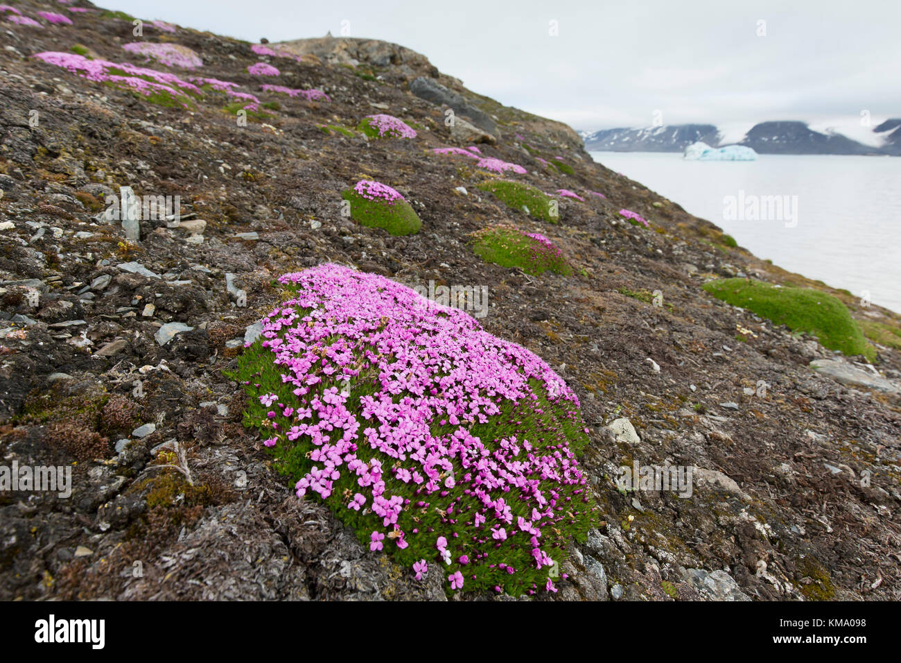 Le silène acaule / rose coussin (Silene acaulis) à fleurs en été dans la toundra arctique, Spitzberg Spitzberg, Norvège / Banque D'Images