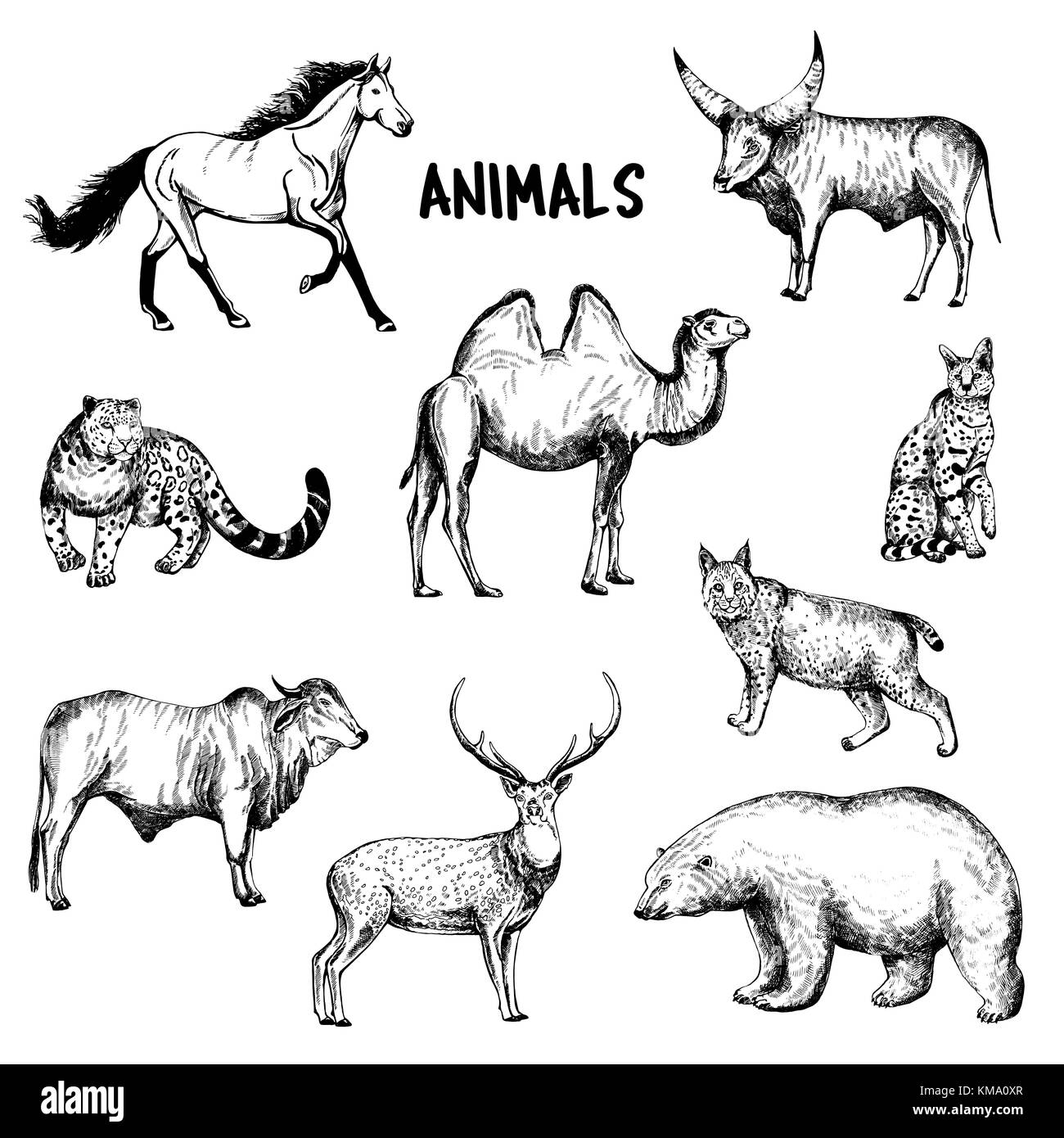 Ensemble de croquis dessinés à la main animaux style. vector illustration isolé sur fond blanc. Illustration de Vecteur