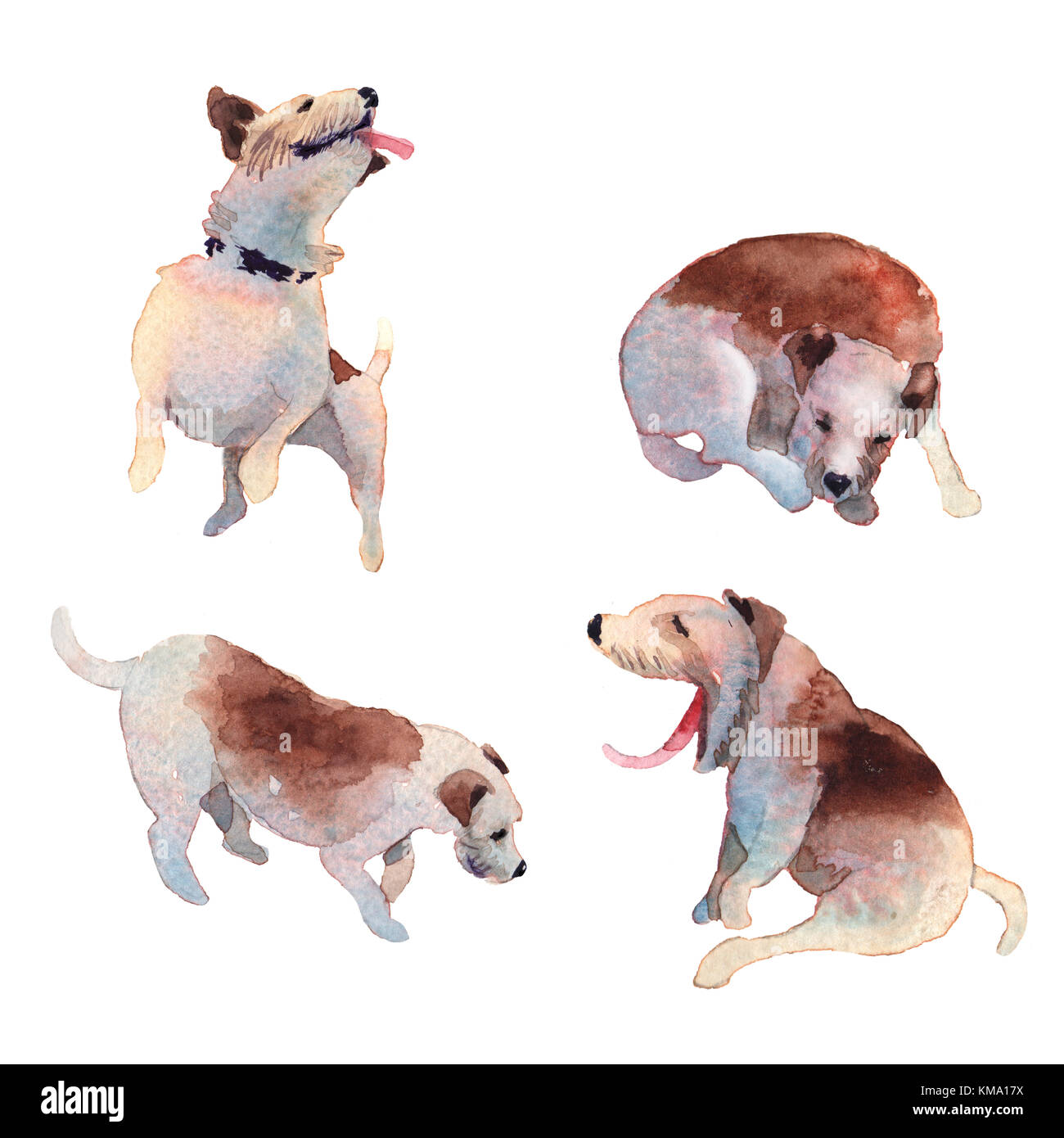 Jackrussell Terrier Chien Dessin Aquarelle Banque Dimages