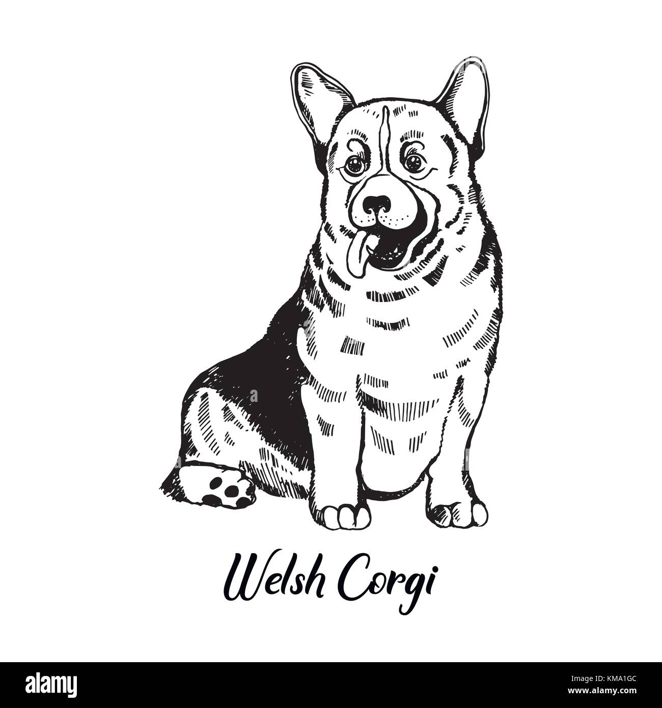 Style croquis dessinés à la main, Welsh Corgi. vector illustration isolé sur fond blanc. Illustration de Vecteur