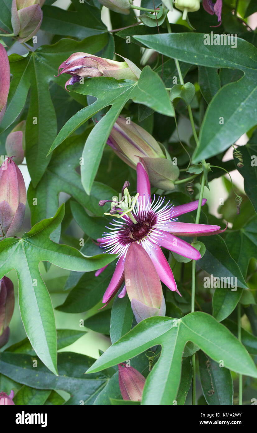 Passiflora violacea x culture des fleurs dans un environnement protégé. Banque D'Images