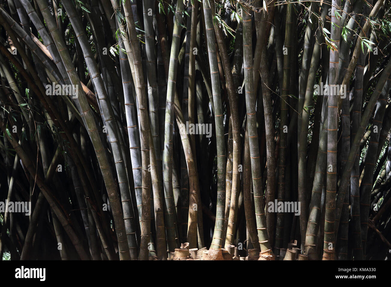 Peradeniya Kandy Province centrale Sri Lanka Peradeniya Botanical Gardens Royal bambou géant Banque D'Images