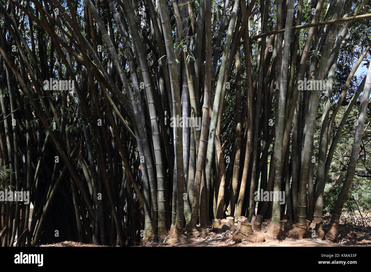 Peradeniya Kandy Province centrale Sri Lanka Peradeniya Botanical Gardens Royal bambou géant Banque D'Images
