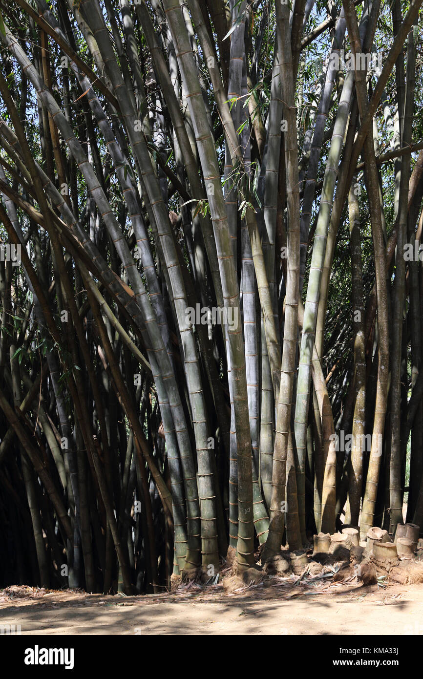 Peradeniya Kandy Province centrale Sri Lanka Peradeniya Royal Botanical Gardens à Graffiti sculptés en bambou géant Banque D'Images