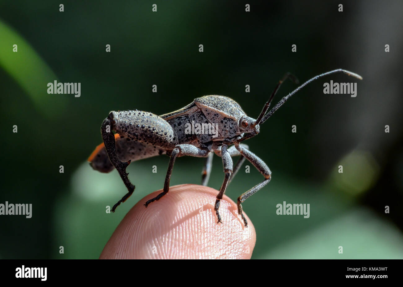 Insectes bizarres en bout d'un doigt de Sulawesi Banque D'Images