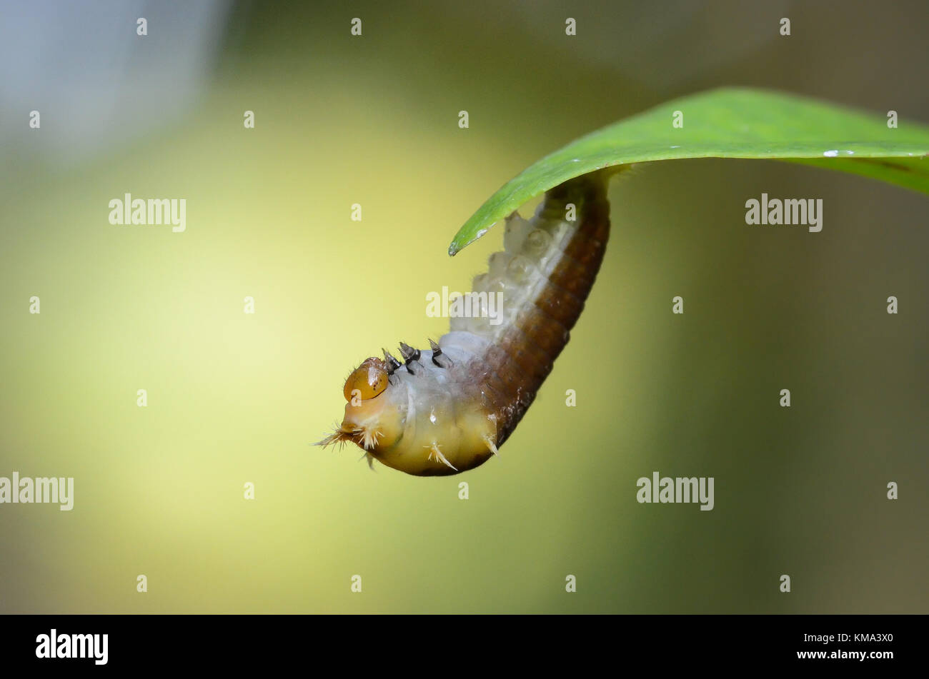 Peu caterpillar hanging on a leaf Banque D'Images