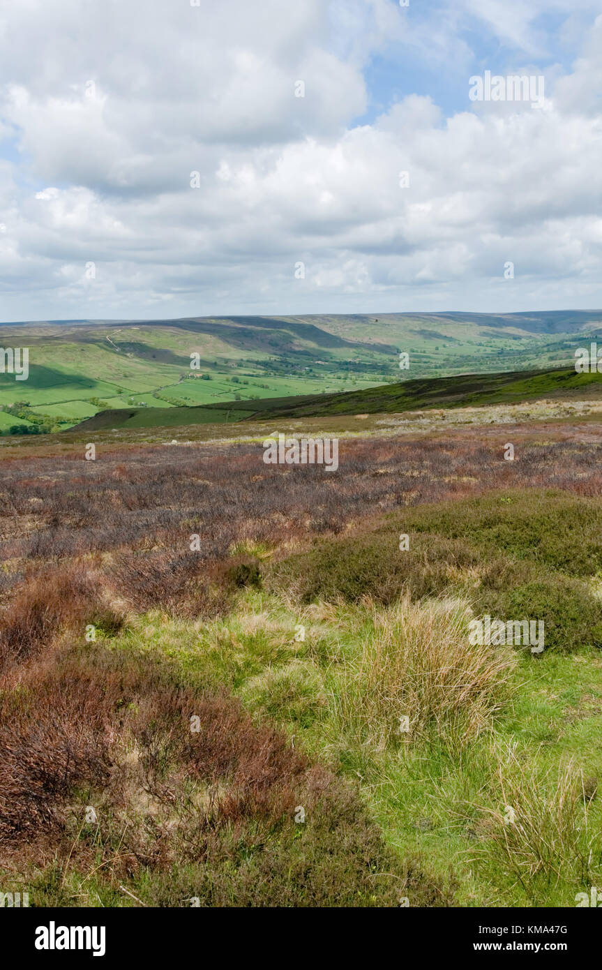 North Yorkshire Moors désert yorkshire paysage Heather Banque D'Images