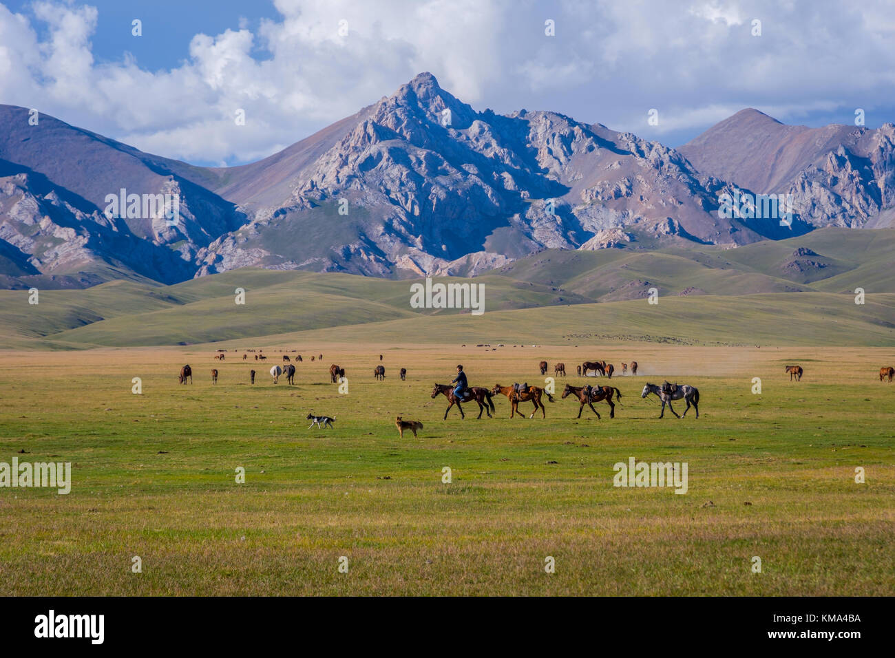 SONG KUL, KIRGHIZISTAN - 11 AOÛT : homme chevauchant et guidant des chevaux sur le paysage pittoresque du lac Song Koul. Août 2016 Banque D'Images