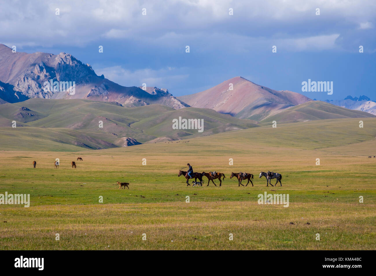 SONG KUL, KIRGHIZISTAN - 11 AOÛT : homme chevauchant et guidant des chevaux sur le paysage pittoresque du lac Song Koul. Août 2016 Banque D'Images