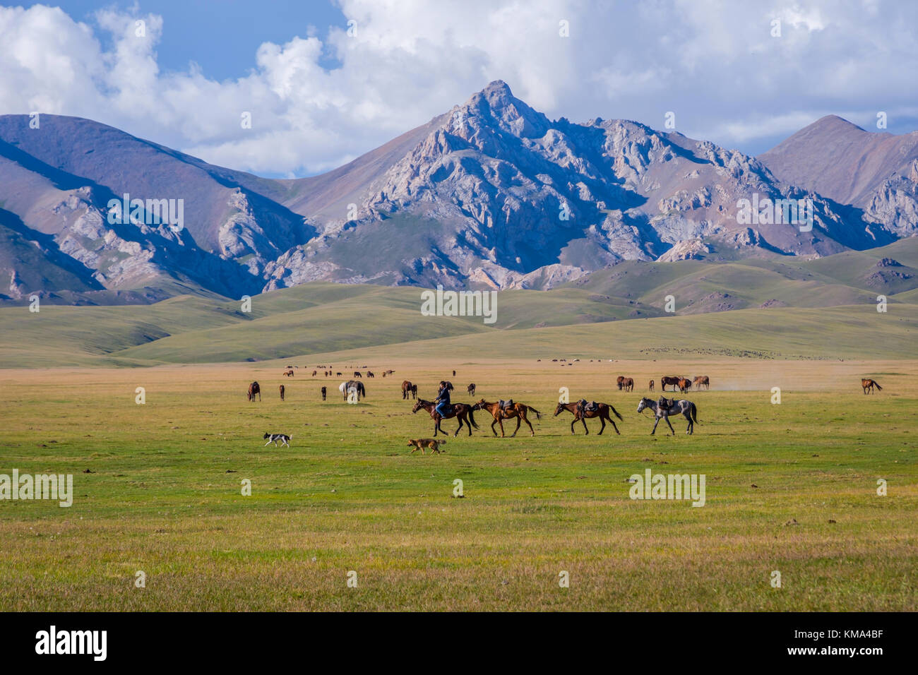 SONG KUL, KIRGHIZISTAN - 11 AOÛT : homme chevauchant et guidant des chevaux sur le paysage pittoresque du lac Song Koul. Août 2016 Banque D'Images