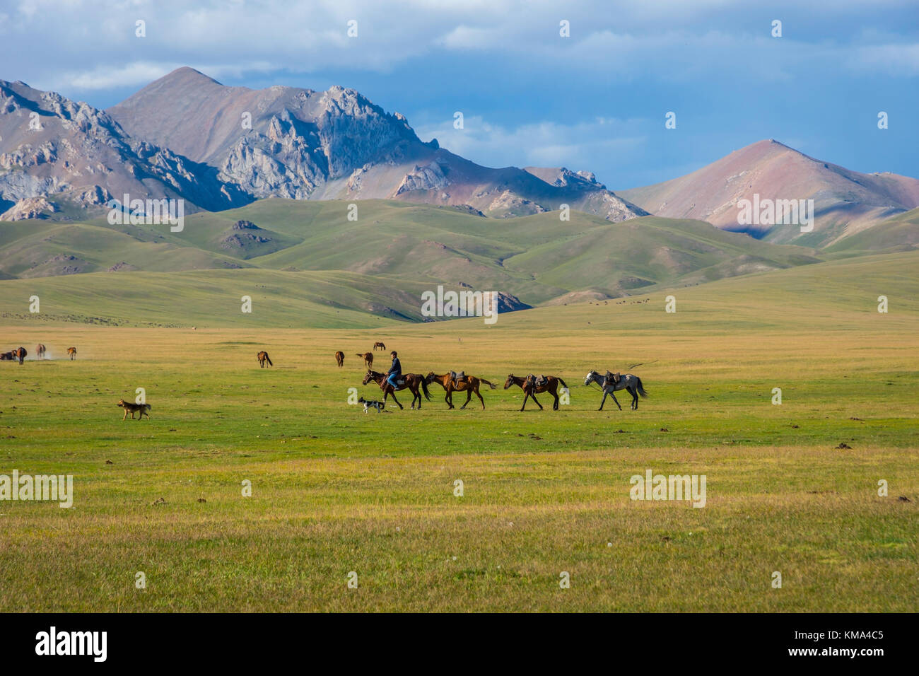 SONG KUL, KIRGHIZISTAN - 11 AOÛT : homme chevauchant et guidant des chevaux sur le paysage pittoresque du lac Song Koul. Août 2016 Banque D'Images