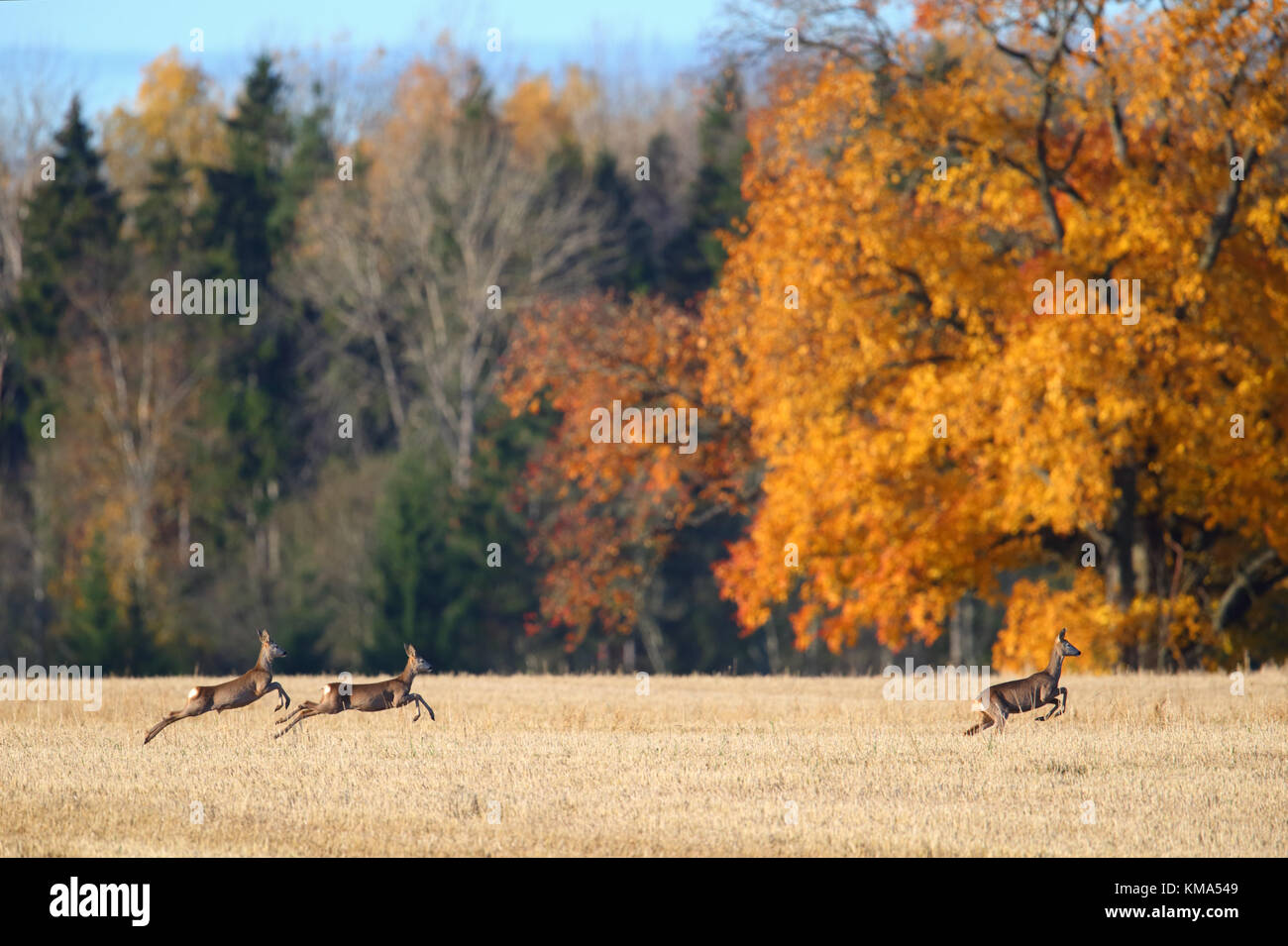 Le chevreuil (Capreolus capreolus) à l'automne, de l'Europe Banque D'Images