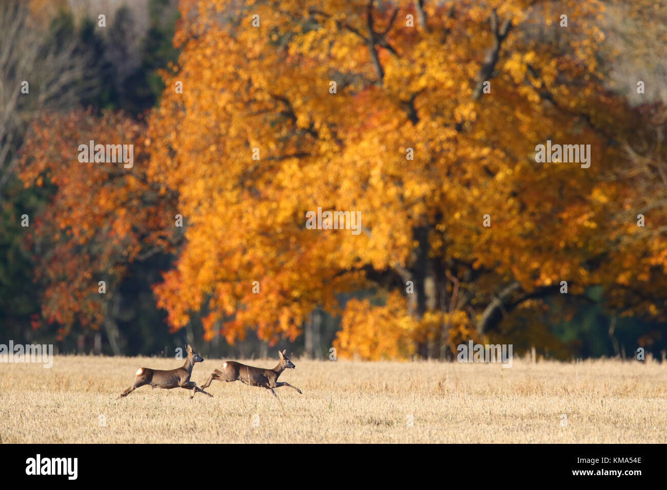 Le chevreuil (Capreolus capreolus) à l'automne, de l'Europe Banque D'Images