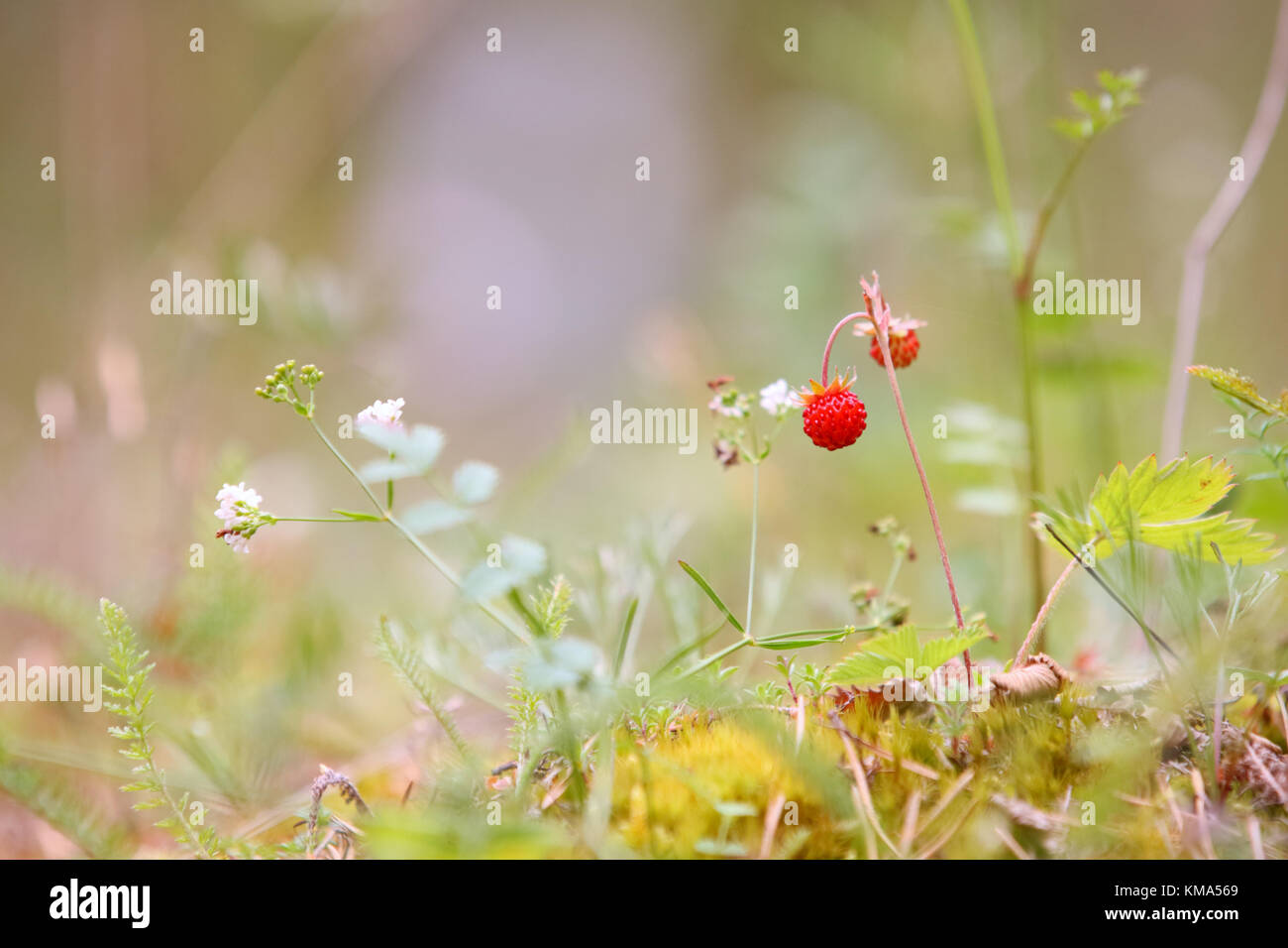 Fraise des bois, fraise, fraise (Fragaria vesca alpin) dans l'île d'Hiiumaa, Estonie, Europe Banque D'Images