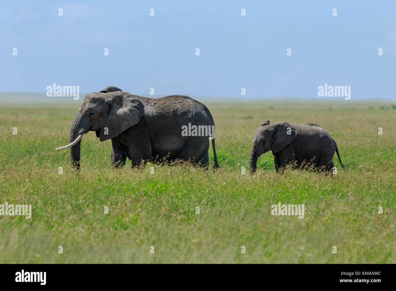 Mère de l'eléphant d'Afrique avec un veau Banque D'Images