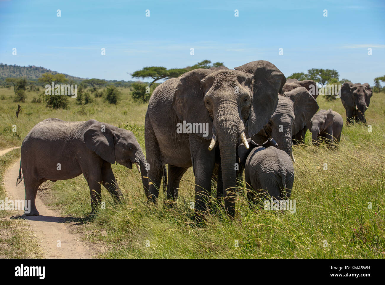 Mère de l'eléphant d'Afrique avec un veau Banque D'Images