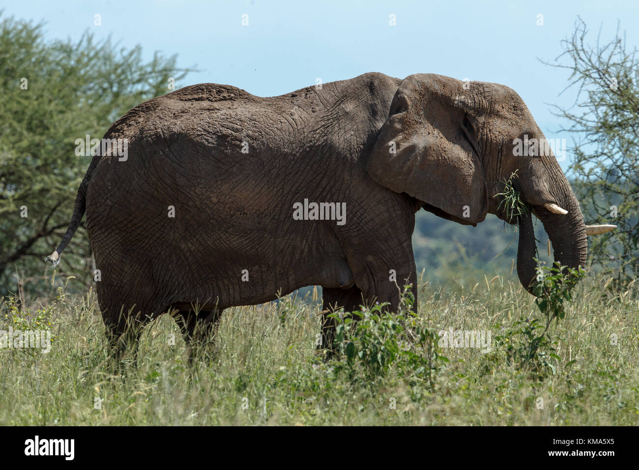 Mère de l'eléphant d'Afrique avec un veau Banque D'Images