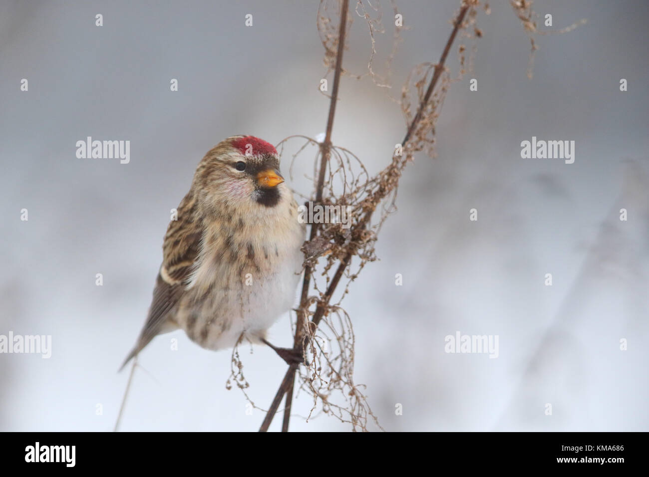 Sizerin flammé (Carduelis flammea) se nourrissant de l'ortie en hiver Banque D'Images