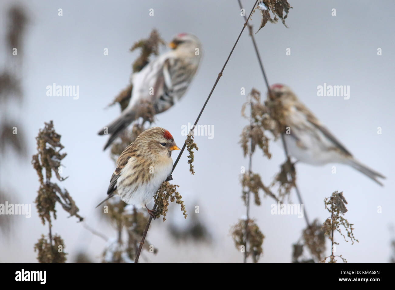 Sizerin flammé (Carduelis flammea) se nourrissant de l'ortie en hiver Banque D'Images