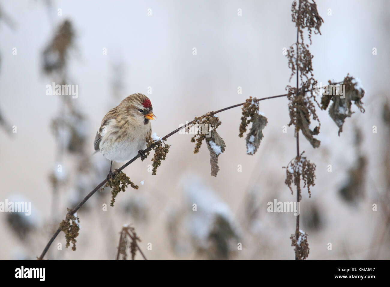 Sizerin flammé (Carduelis flammea) se nourrissant de l'ortie en hiver Banque D'Images