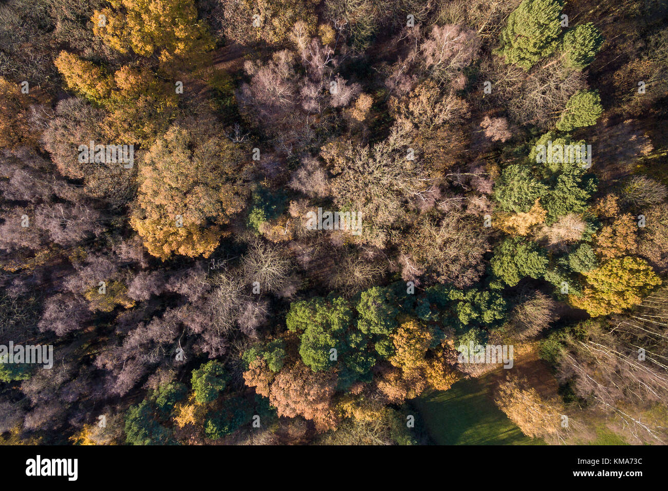 Sur couleurs d'automne dans un pays Royaume-Uni park Banque D'Images